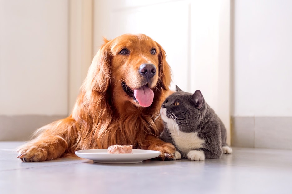dog and cat eating food