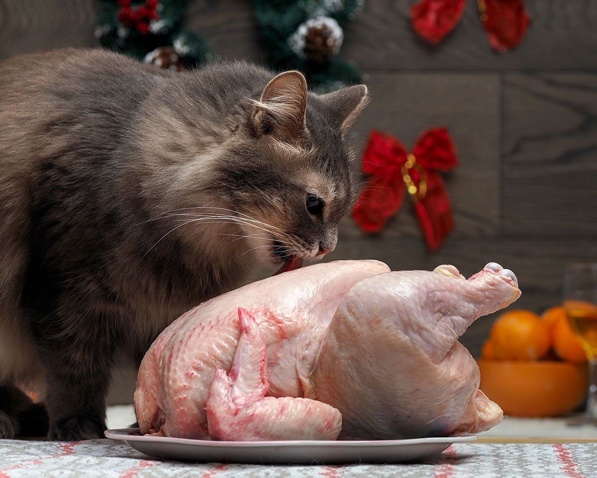 cats eating chicken