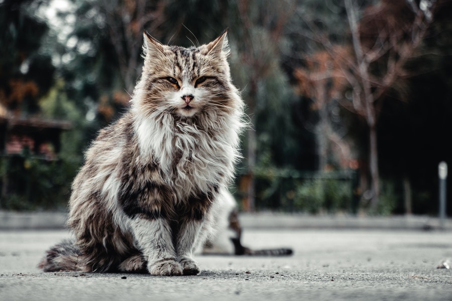 Maine Coon Kitten