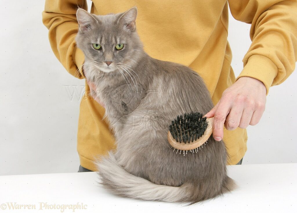 Maine Coon being groomed