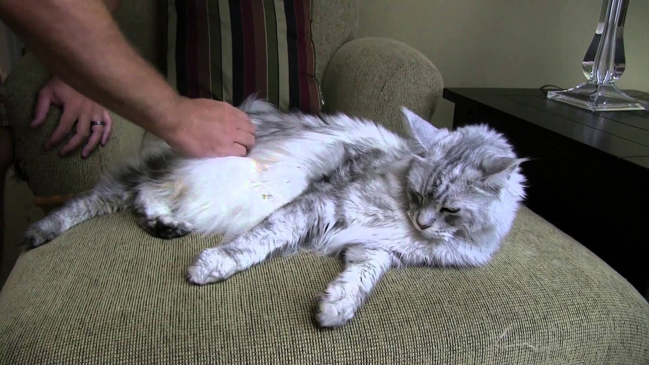 Maine Coon Grooming Ultimate Guide Lais Lair