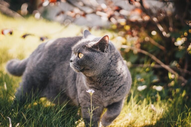 british-shorthair-british-shorthair-royal-cats-animals-gatos