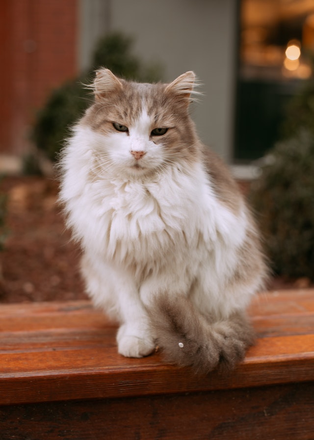 Do Ragamuffin Cats Like Water? Ragamuffin on a bench