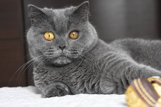 British Shorthair Cat Cost Blue BSH