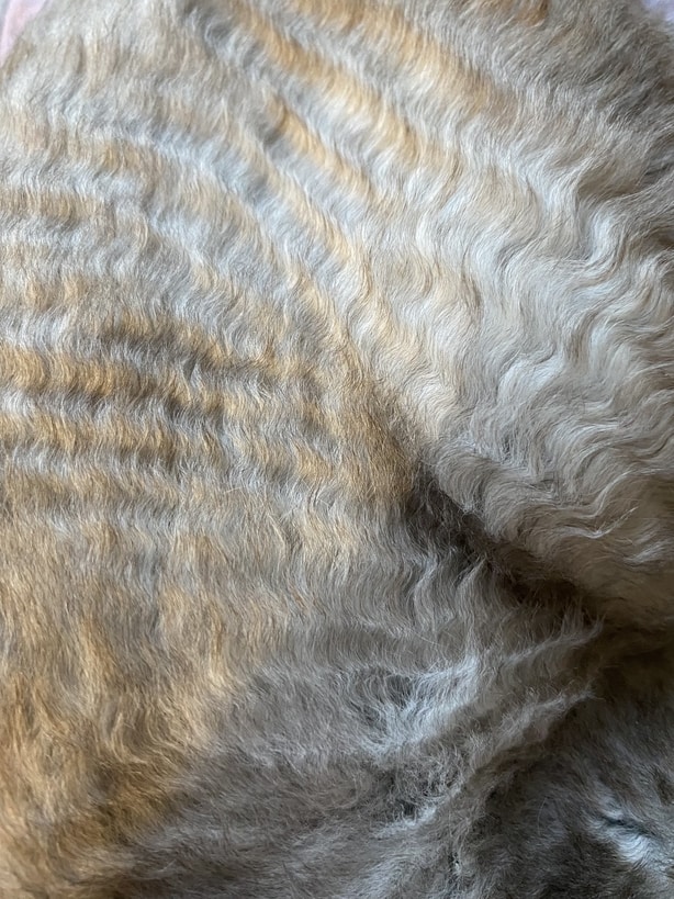 Devon Rex Wavy Coat